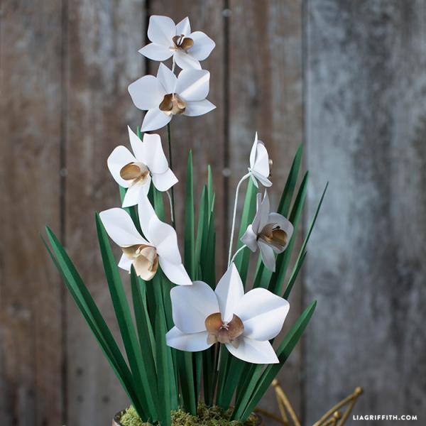 Paperwhite Narcissus svg