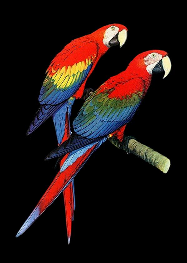 preview Parrot clipart