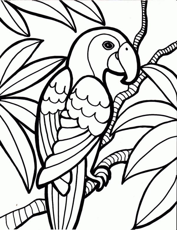 preview Rainforest coloring