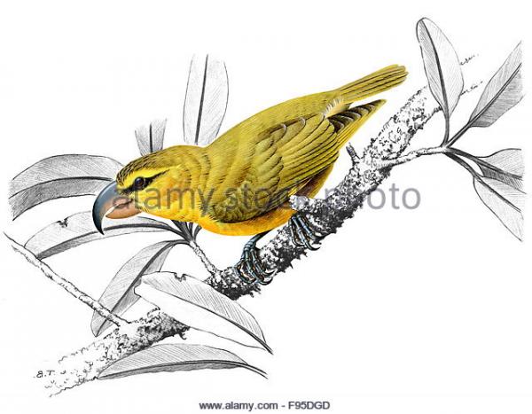 preview Parrotbill coloring