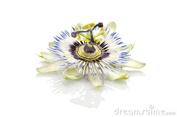 preview Passiflora clipart