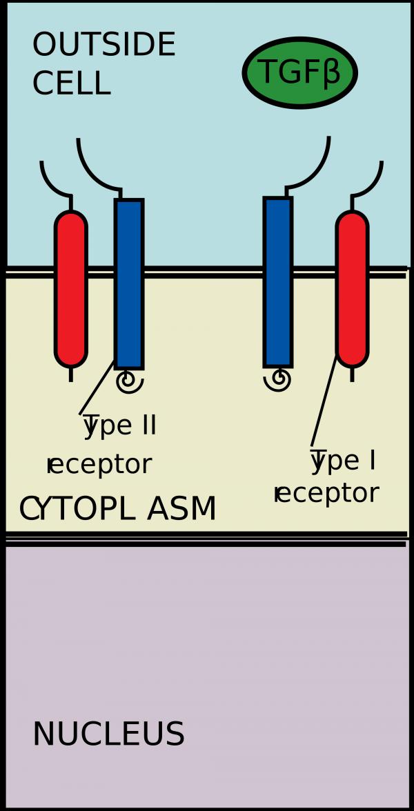 Pathway svg