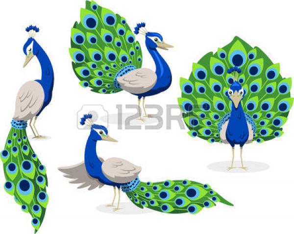 Peafowl clipart