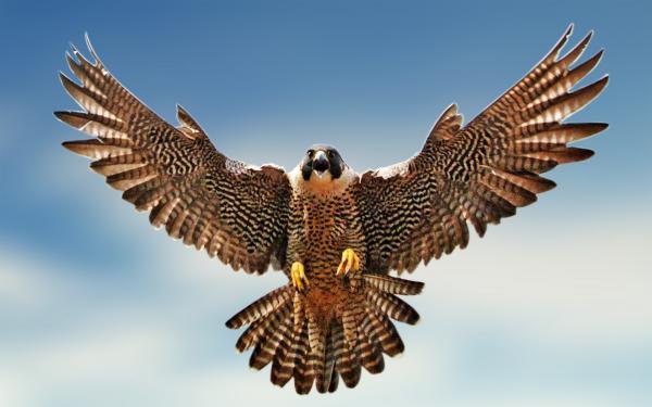 Peregrine Falcon clipart