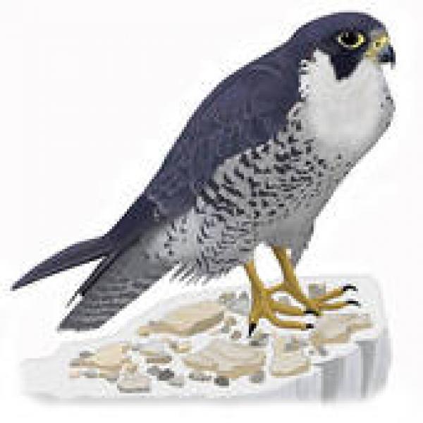 Prairie Falcon clipart