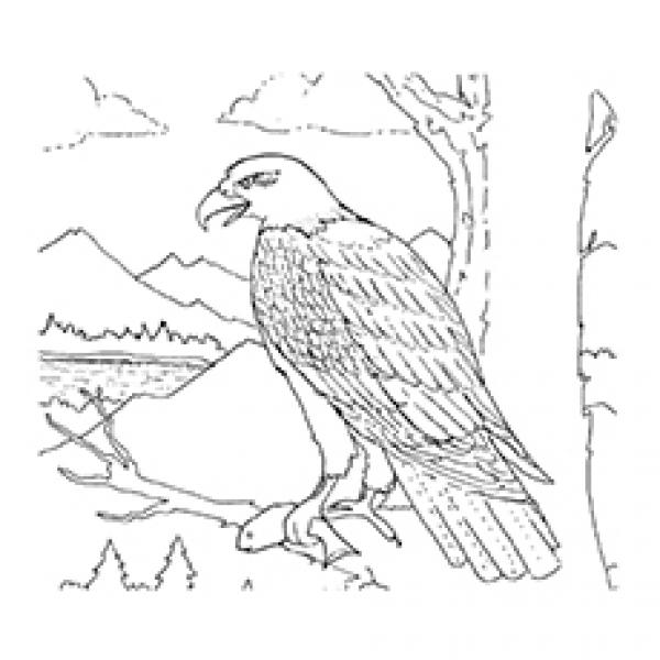 preview The Philippine Eagle coloring