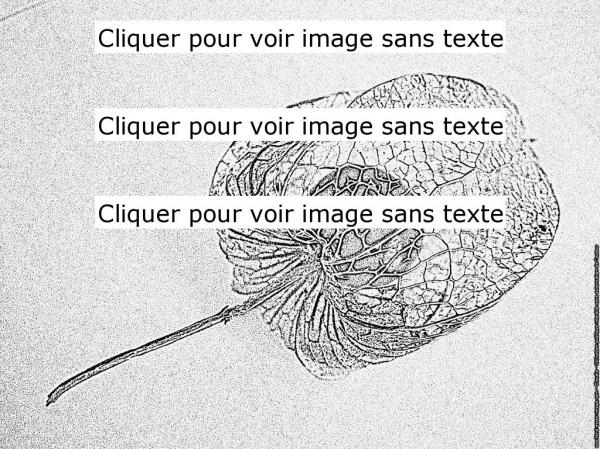 preview Physalis coloring