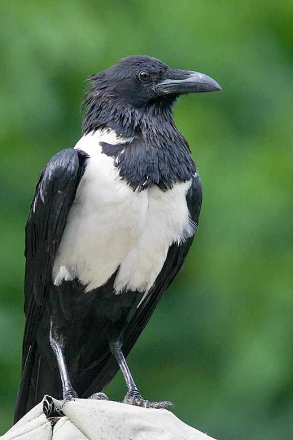 Pied Crow coloring