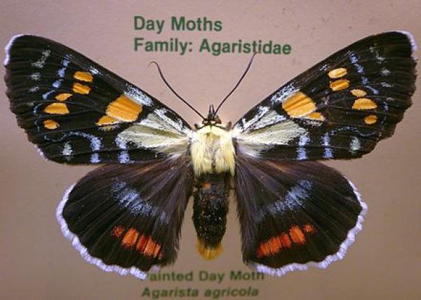 preview Pindi Moth coloring