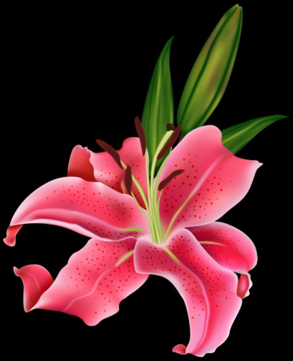 preview Pink Lily clipart