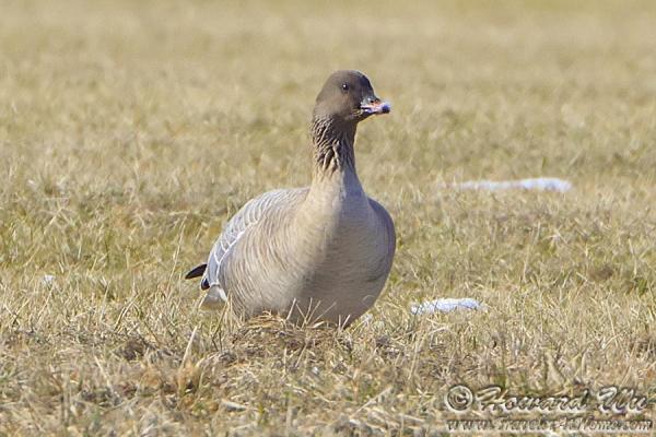 Pink-footed Goose coloring