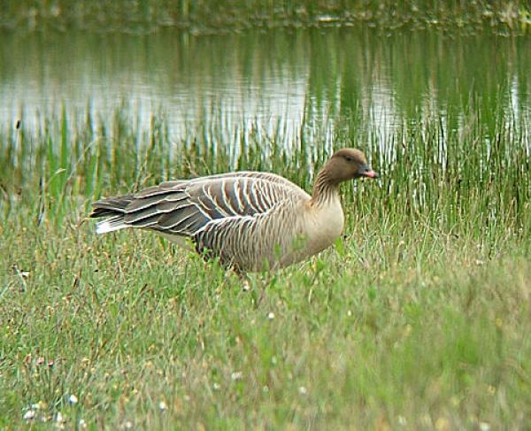 preview Pink-footed Goose svg