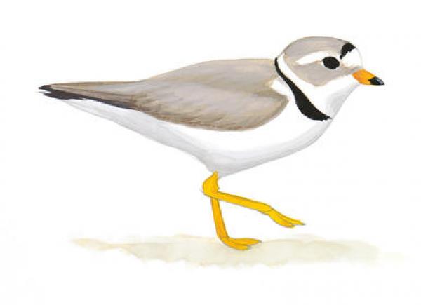 preview Snowy Plover clipart