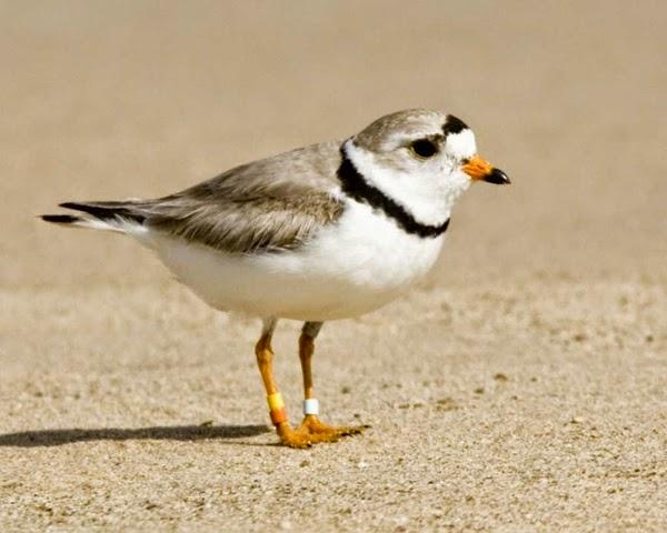 preview Piping Plover coloring