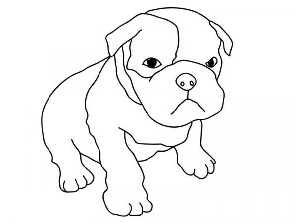 preview Pitbull Puppy coloring