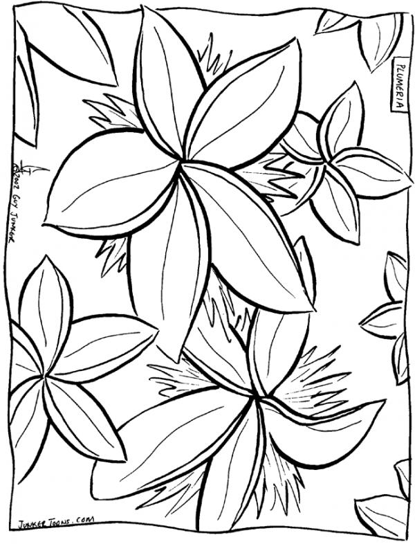 Frangipani coloring