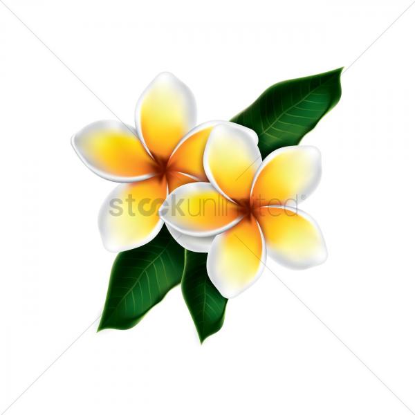 preview Plumeria svg