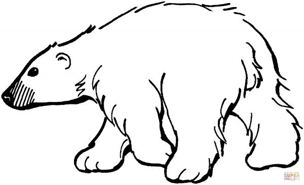 preview Polar  Bear coloring