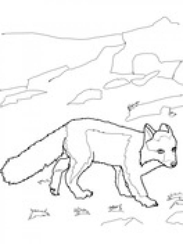 preview Polar Fox coloring