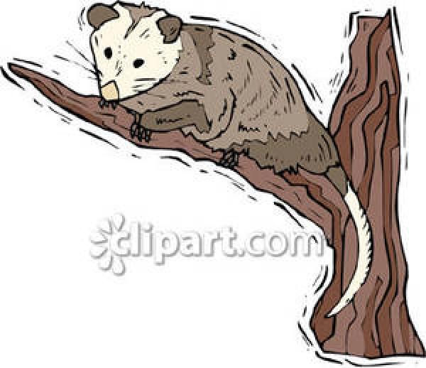 Possum clipart