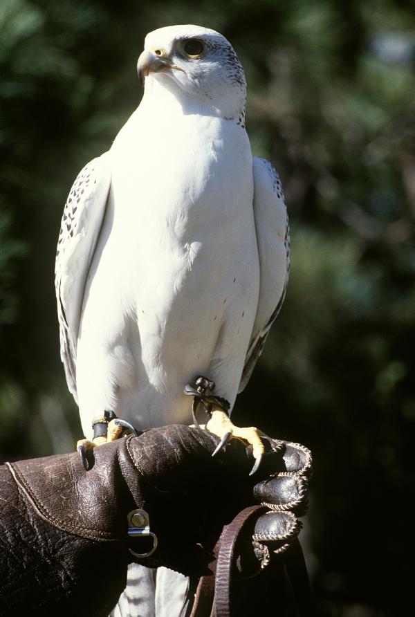 Prairie Falcon svg