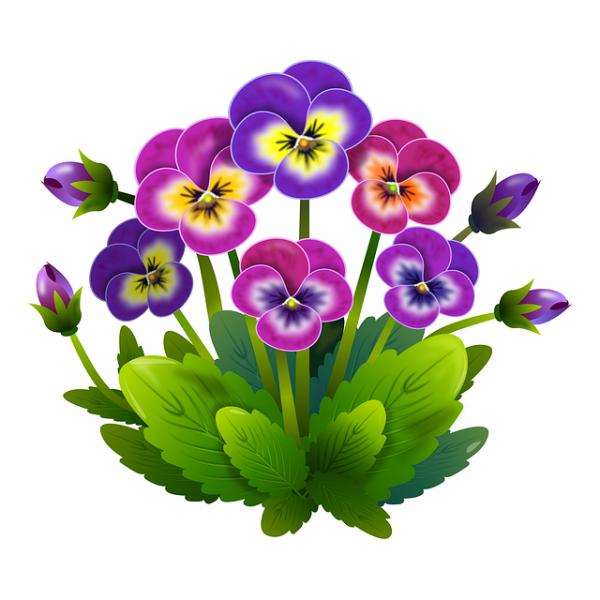 preview Primula clipart