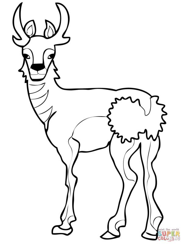 preview Pronghorn coloring