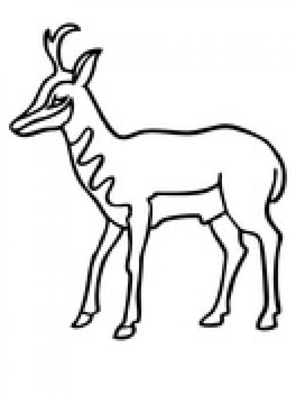 preview Pronghorns coloring