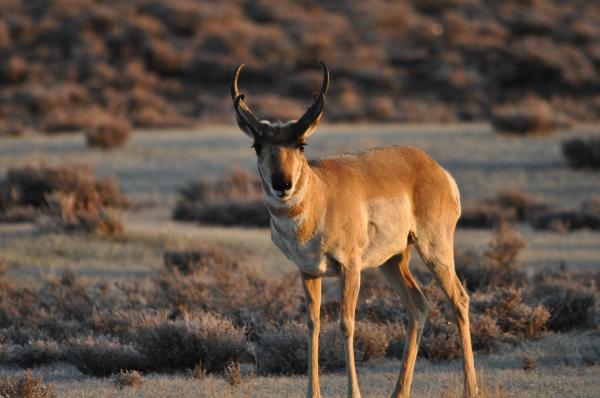 preview Pronghorns svg