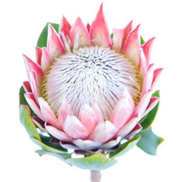 preview Protea clipart