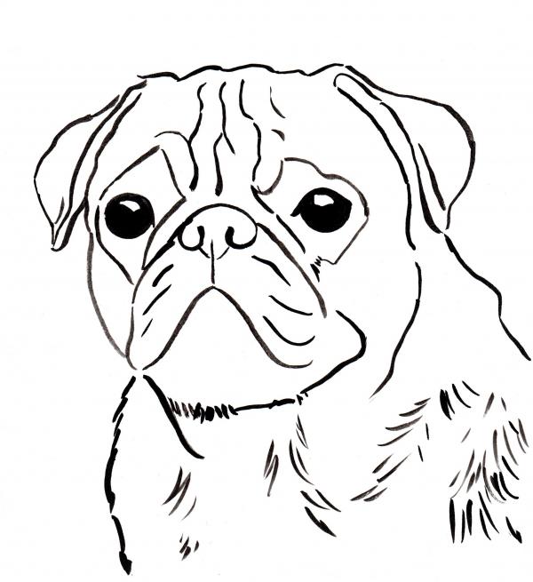 Pug coloring