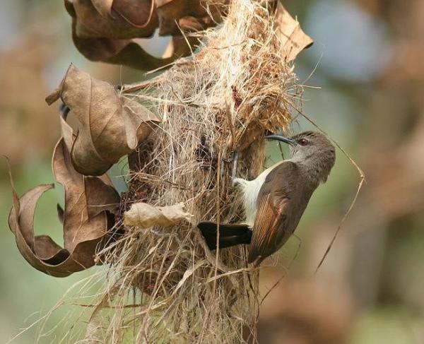 preview Purple-rumped Sunbird coloring