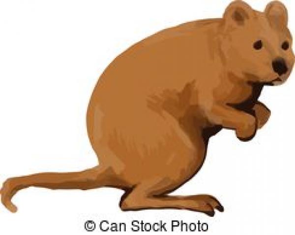 Quokka clipart