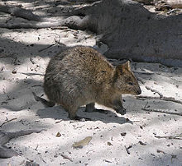 Quokka svg