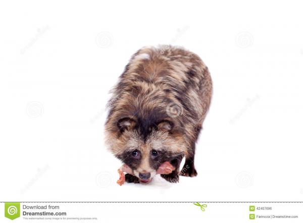 preview Raccoon Dog clipart