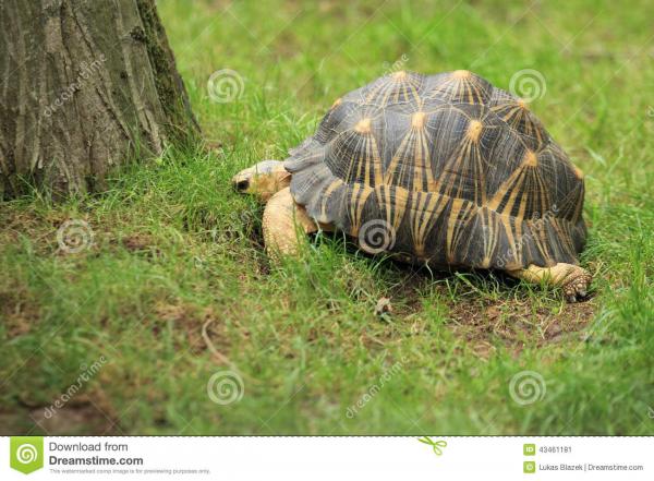 Radiated Tortoise clipart