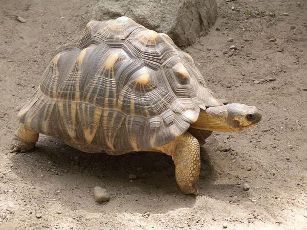 preview Radiated Tortoise coloring