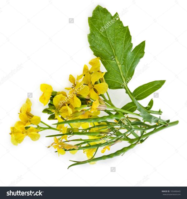 Rapeseed clipart
