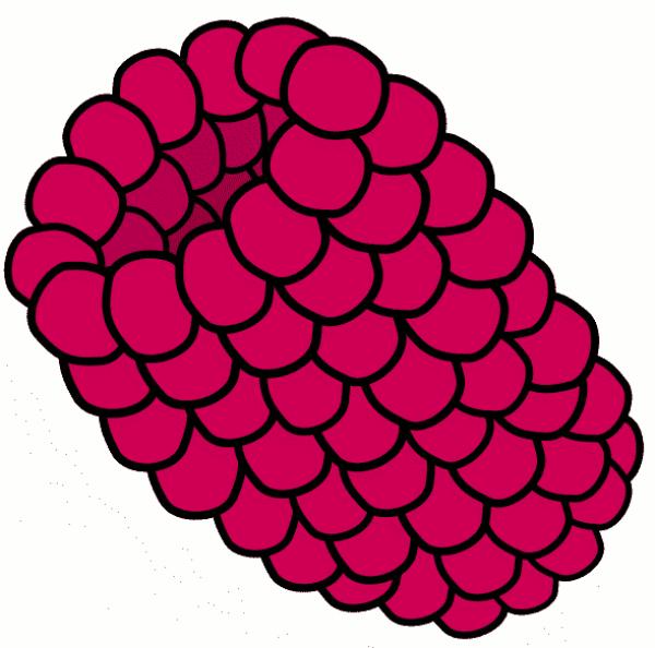 preview Raspberry clipart