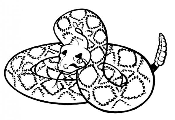 Rattlesnake clipart