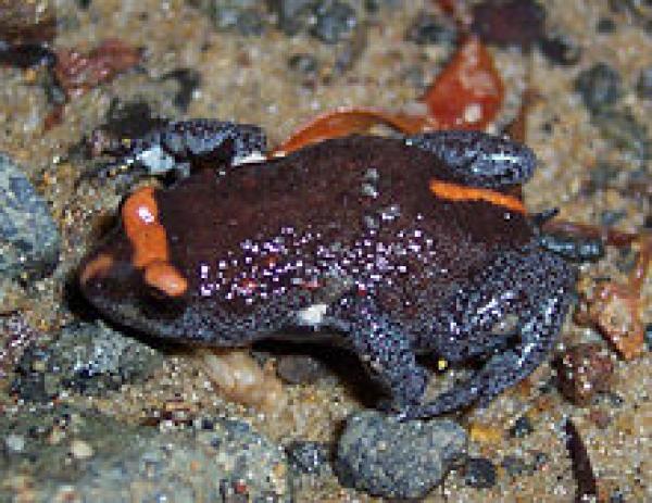 preview Red Crowned Toadlet coloring