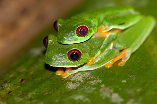 preview Red Eyed Tree Frog svg