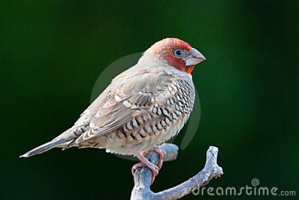 Red Headed Finch clipart