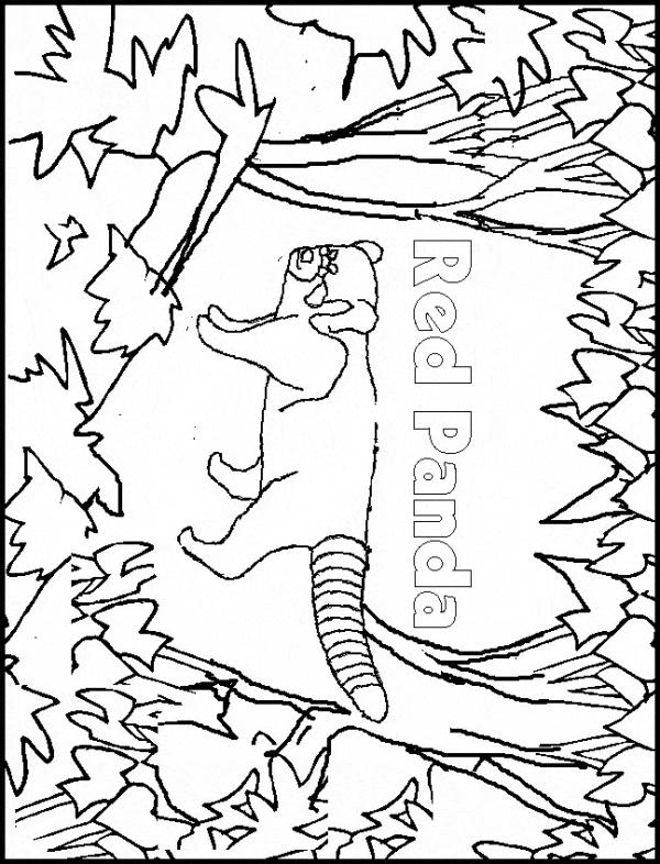 preview Red Panda coloring