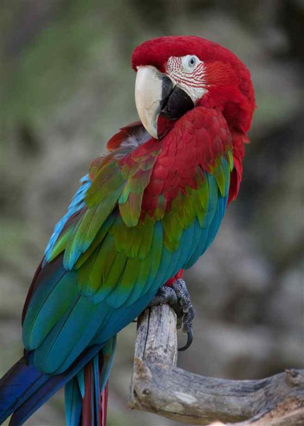 Red-and-green Macaw clipart