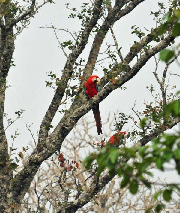 preview Red-and-green Macaw svg