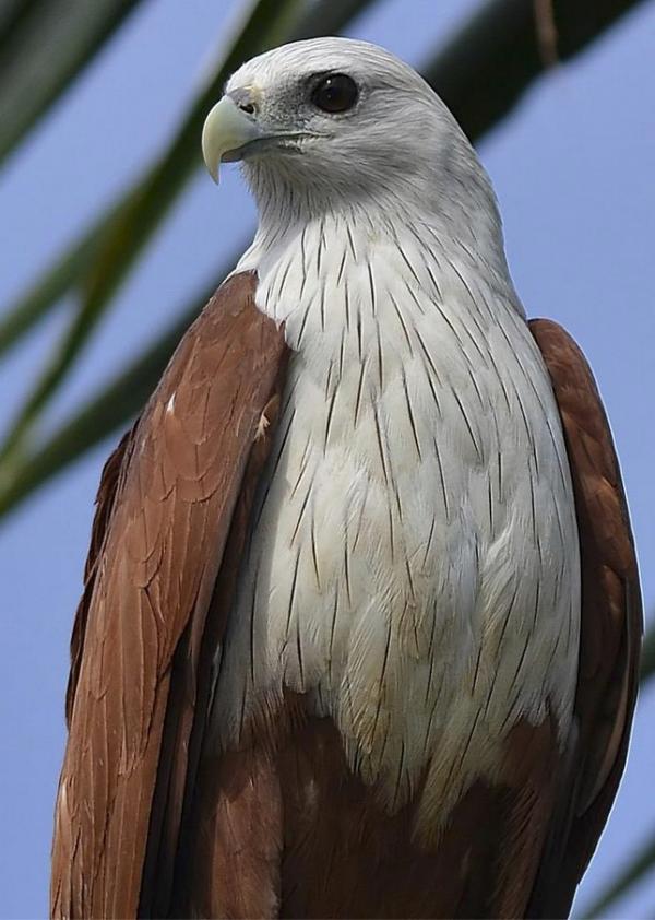 Red-backed Sea-eagle coloring