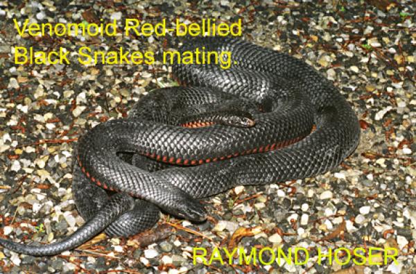 Red-bellied Black Snake coloring