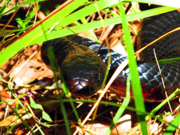 preview Red-bellied Black Snake svg