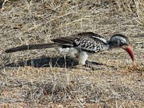 preview Red-billed Hornbill svg